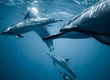 FIBA官方分享热身视频：穆里宁今日热身不暴扣，热身就要超远三分